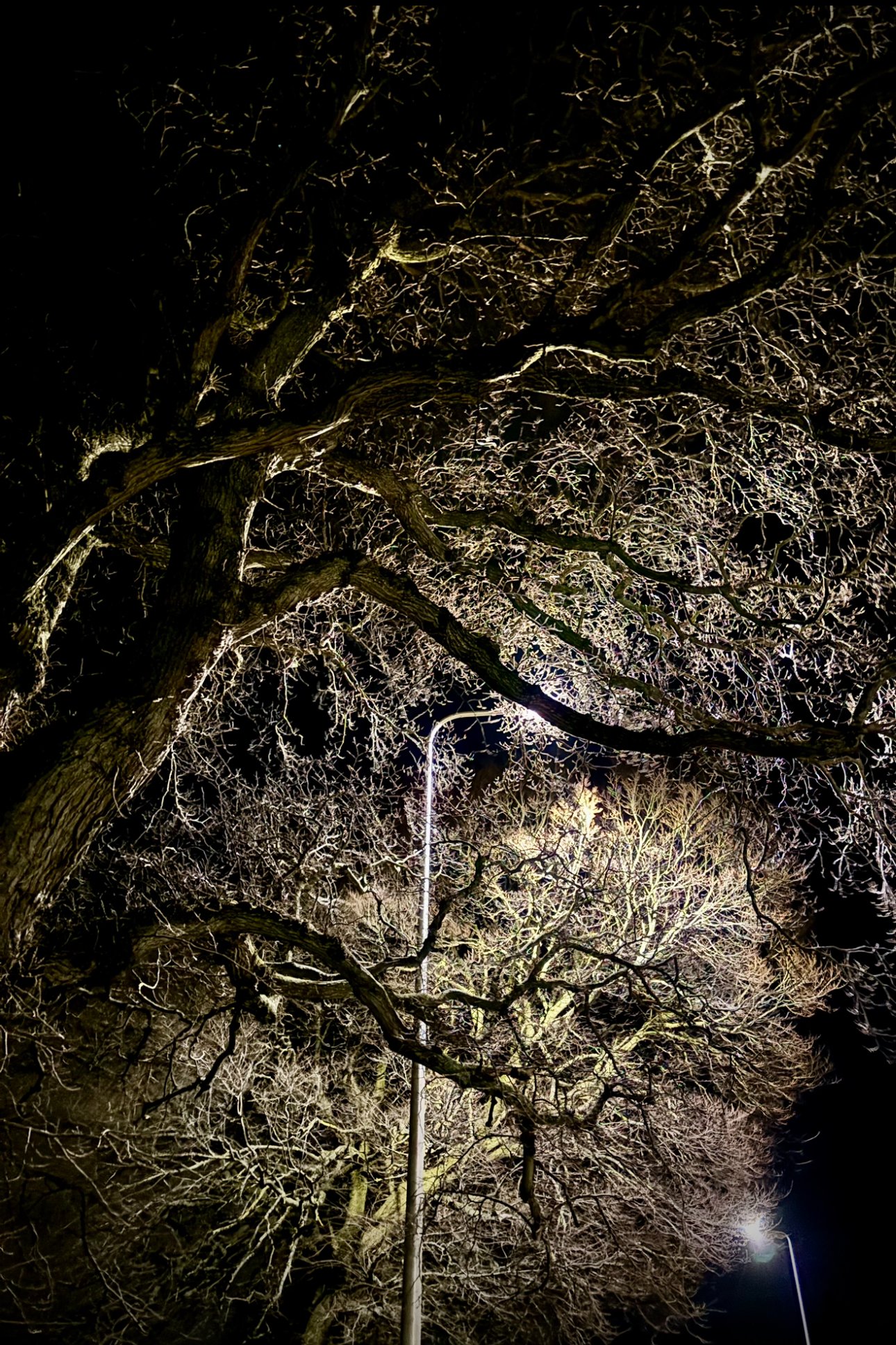   I still practice daily - just looking around me - this image was taken just because I loved the streetlights on the bare branches.  